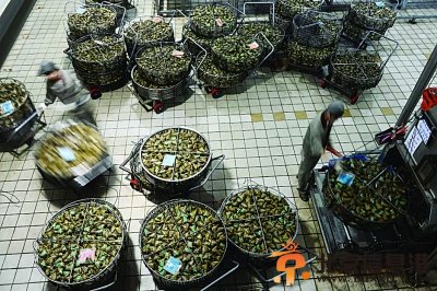 吃粽子应节更应节制 连吃粽子胃炎复发 