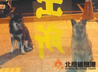 男子酒驾被抓忠狗派出所外彻夜守候（图）