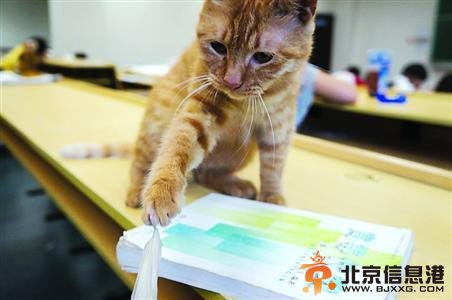 复旦“学术猫”走毕业红毯 网友调侃不用事先练习