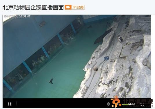 北京网上动物园上线 在家就能看