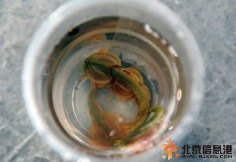   似虾又似鱼的怪物