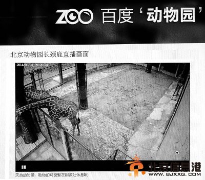 今日<a href='http://www.bjxxg.cn/news/beijing/' target='_blank'><u>北京</u></a>网上动物园正式上线 在家就能看