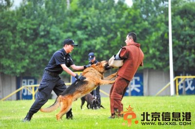 <a href='http://www.bjxxg.cn/news/beijing/' target='_blank'><u>北京</u></a>650余只警犬街头反恐巡逻 可一招制敌