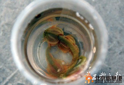 四川半虾半鱼生物是恐龙时代生物 三眼恐龙虾怎么养