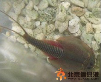 四川半虾半鱼生物是恐龙时代生物 三眼恐龙虾怎么养