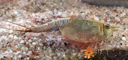 四川半虾半鱼生物是恐龙时代生物 三眼恐龙虾怎么养