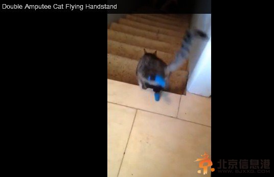 主人在召唤，小猫“靴子”要跟着下楼