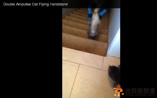 主人在召唤，小猫“靴子”要跟着下楼