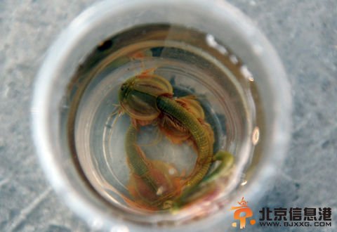 四川地震后惊现半虾半鱼奇丑生物 模样奇特怪异吓坏村民【图】