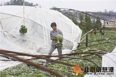 狂风骤雨袭北京 延庆最大风力11级