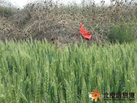 揭山西纪检“虫洞”：金道铭能轻易摆平命案