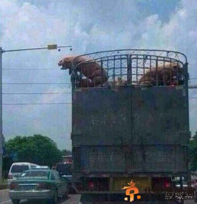 胖猪跳车逃跑照爆红：一场说走就走的旅行(图)
