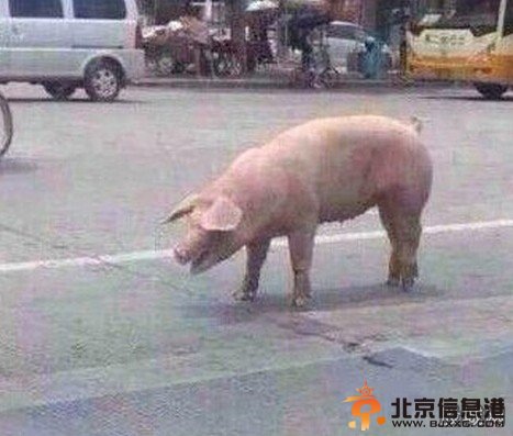 胖猪跳车逃跑照爆红：宁死也要得到自由令人佩服【组图】