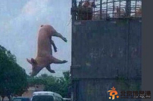 胖猪跳车逃跑照爆红：宁死也要得到自由令人佩服【组图】