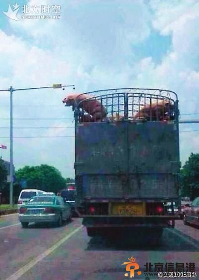 越狱猪跳车逃跑步步惊心 车辆行驶中跳车安全着陆【组图】