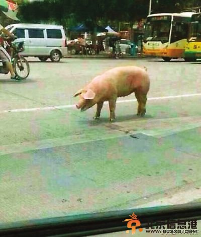 越狱猪跳车逃跑步步惊心 车辆行驶中跳车安全着陆【组图】