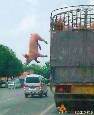 越狱猪跳车逃跑步步惊心 车辆行驶中跳车安全着陆【组图】