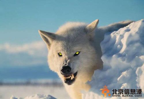 10大杀人动物：可怕食人猪