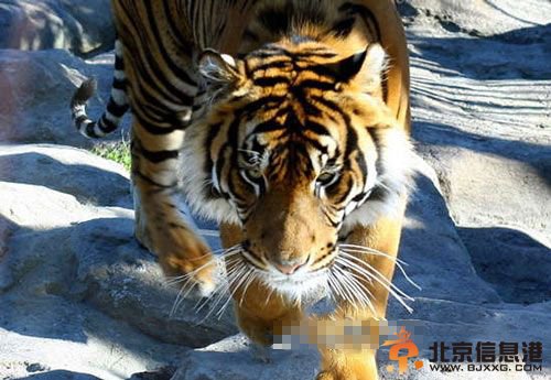 10大杀人动物：可怕食人猪