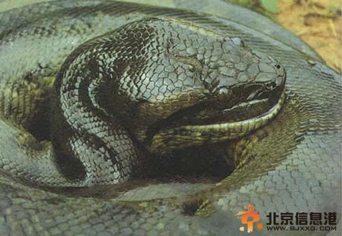 10大杀人动物：可怕食人猪