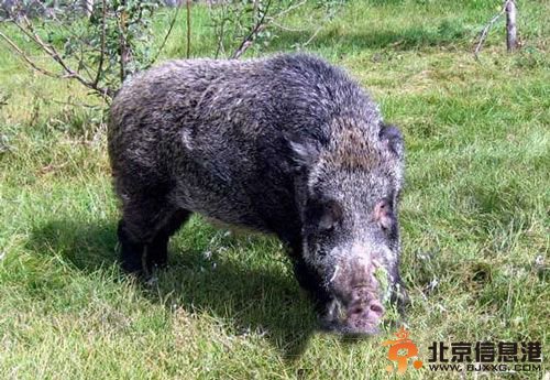 10大杀人动物：可怕食人猪