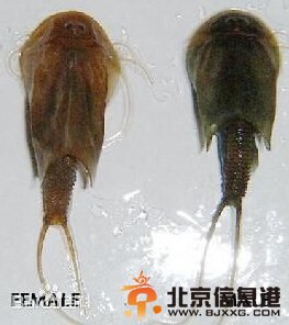 四川半虾半鱼生物被确认为三眼恐龙 汶川地震后实现成都水稻田