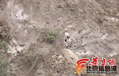 陕西推土机施工摧毁燕子窝 众多雏燕被活埋
