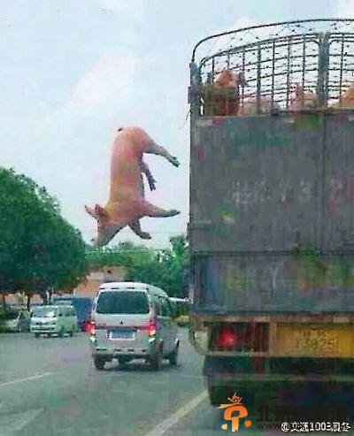越狱猪