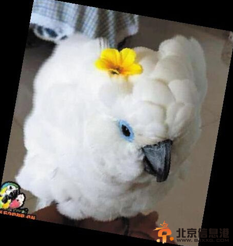 辽宁鹦鹉糖糖被打入冷宫后患抑郁症 失宠自虐拔光全身羽毛【组图】