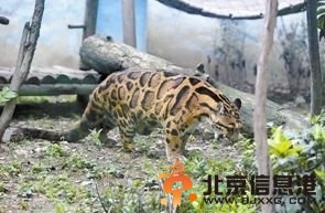成都动物园云豹因肥走红 肉嘟嘟的