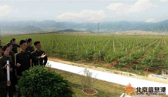 朝鲜建成世外桃源 “铁岭下的苹果海洋”在朝备受瞩目