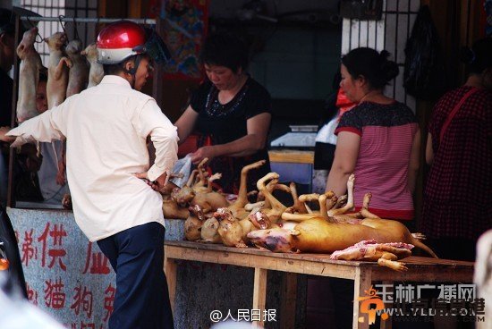 广西玉林荔枝狗肉节吃掉上万条狗 陈坤杨幂等明星微博呼吁抵制狗肉节