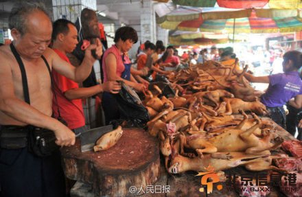 广西玉林狗肉节一天吃万只狗 狗肉节上肉狗来源引担忧
