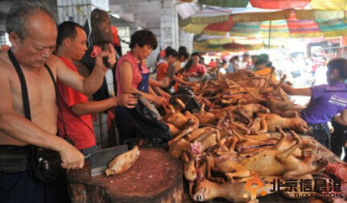 玉林狗肉节引争议 市民：你不吃别影响我们吃