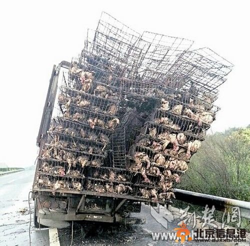 货车高速路上起火 车上9000只活鸡变