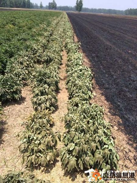 邻省烧麦秸亳州“很受伤” 河南消防救火不跨省？(图)