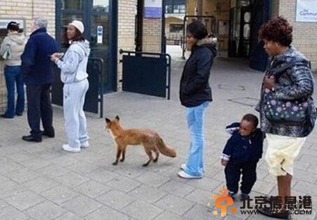狐狸排队取钱