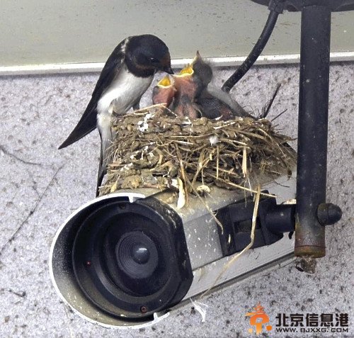 小燕子在监控摄像头上筑巢