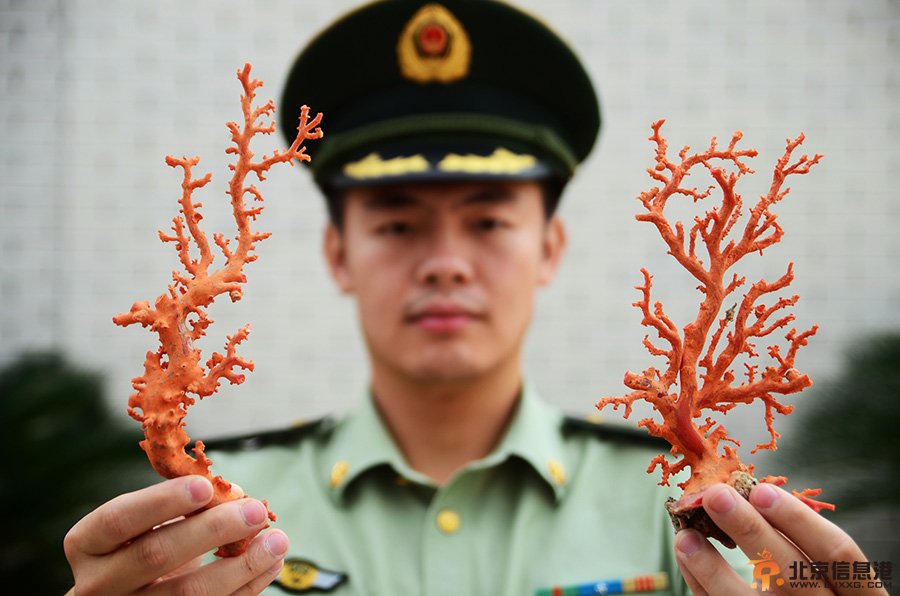 福建宁德查获珍贵红珊瑚35斤 总价值约700万