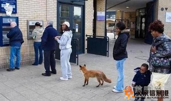 取钱狐狸萌翻天 滑稽场面遭网友调侃“存的是兔子吗”