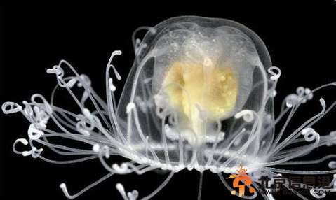 灯塔水母：地球上唯一不死生物（图）