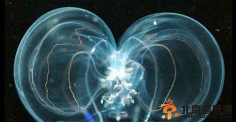 灯塔水母：地球上唯一不死生物（图）