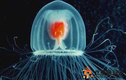 灯塔水母：地球上唯一不死生物（图）