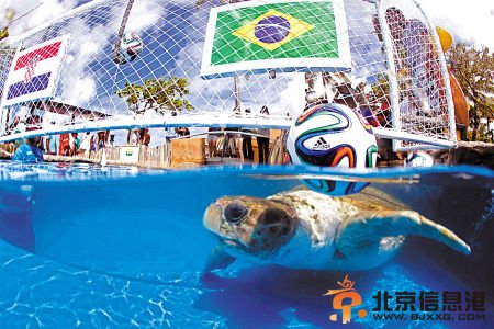 海龟预测世界杯