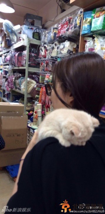 刘亦菲抱猫爱不释手 粉丝嫉妒但愿自己是猫【组图】