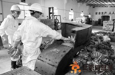 深圳销毁61吨菲律宾香蕉 检出有害生物新菠萝灰粉蚧