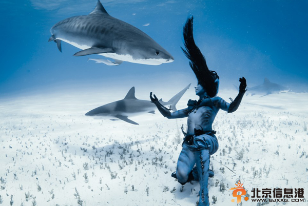 [唯美高清]美女穿比基尼与虎鲨共舞 徒手潜水零防护真实版美女与野兽