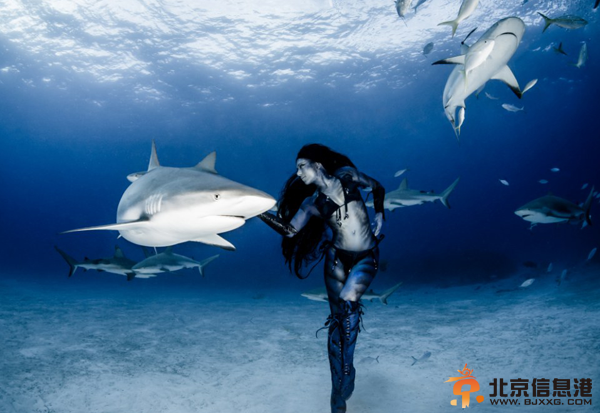[唯美高清]美女穿比基尼与虎鲨共舞 徒手潜水零防护真实版美女与野兽