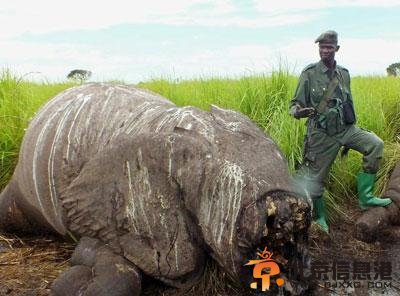 世界最巨型大象惨死 面部连牙带鼻被割掉