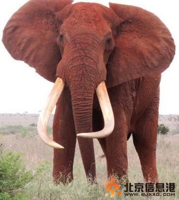 世界最巨型大象惨死原因揭秘：因超长象牙招杀身之祸